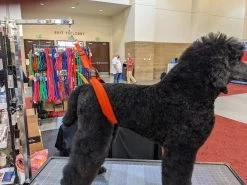 GroomTech Biothane Belly Strap Set - Teal -Pet Care Store GT BS01