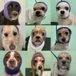 Happy Hoodie Purple, Pack Of 2 -Pet Care Store HH 01 PP 2