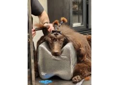 Show Tech Topknot Cushion Pillow Glitzy Black - Medium -Pet Care Store ST 94918 5