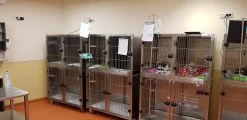 Aeolus KA509T Stainless Steel Modular Cage (2019 Model) [Design 4] -Pet Care Store T KA509TD4 5