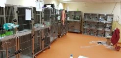 Aeolus KA509T Stainless Steel Modular Cage (2019 Model) [Design 4] -Pet Care Store T KA509TD4 6