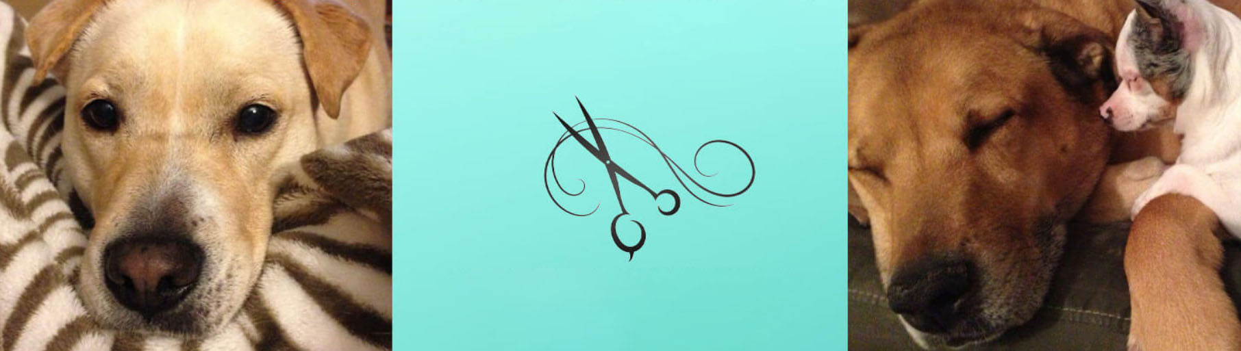 Pet Care Store -Pet Care Store fghfhg 1